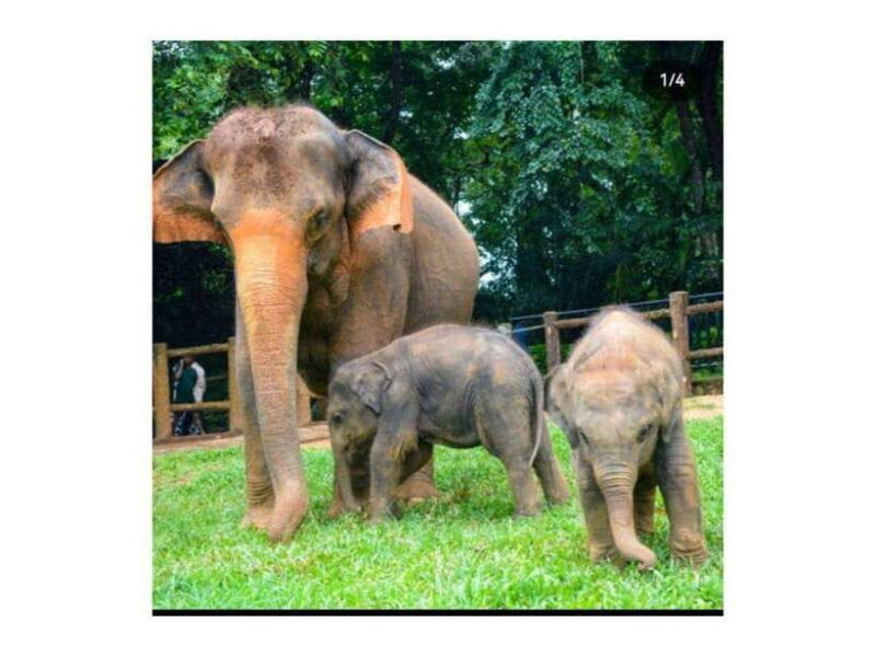 kandy-pinnawala-day-tour-by-local-car-local-guide
