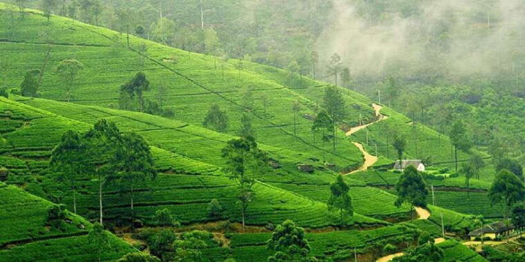 kandy-pinnawala-full-day-tour-from-bentota-and-kalutara