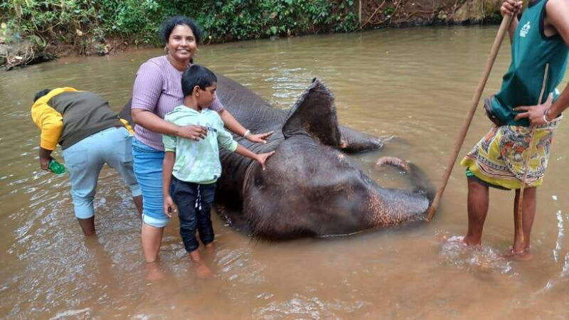 kandy-pinnawala-tea-factory-full-day-tour-from-negombo