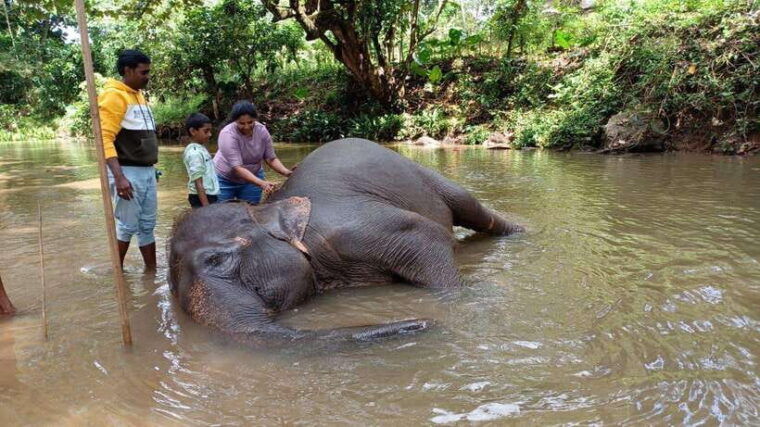 kandy-pinnawala-tea-factory-full-day-tour-from-negombo