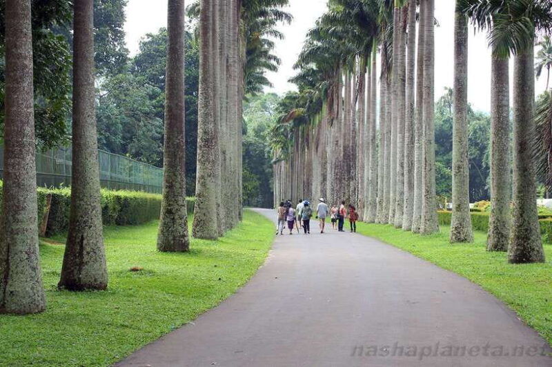 kandy-private-city-tour-with-local-guide