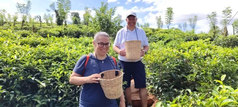 Kandy: Private Ella Journey with Tea, Falls & Arch Bridge - The Value and Practicalities