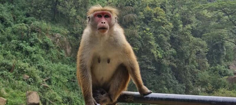 Kandy: Scenic Bus Journey - Waterfall Discovery - The Sum Up