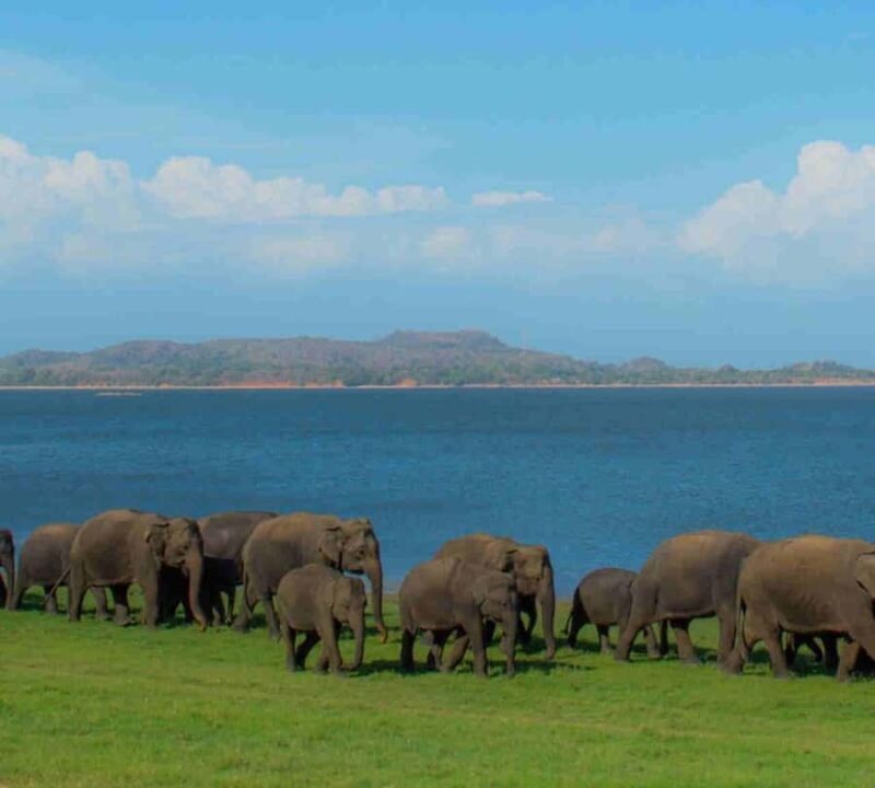 Kandy: Sigiriya Dambulla and Wildlife Watching Guided Tour - Key Points