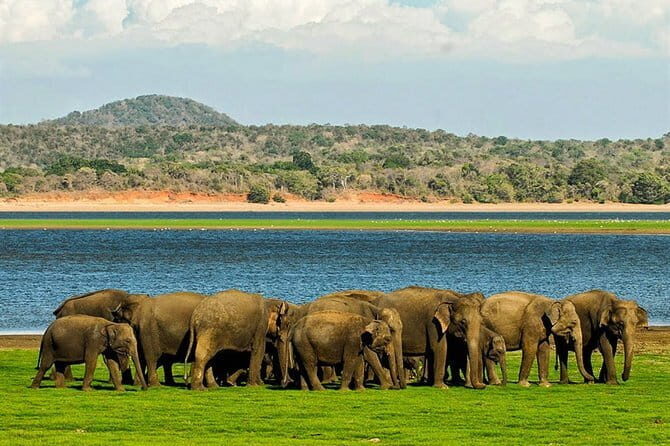 Kandy Sigiriya Rock and Village Safari Day Trip - Who Will Love This Tour?