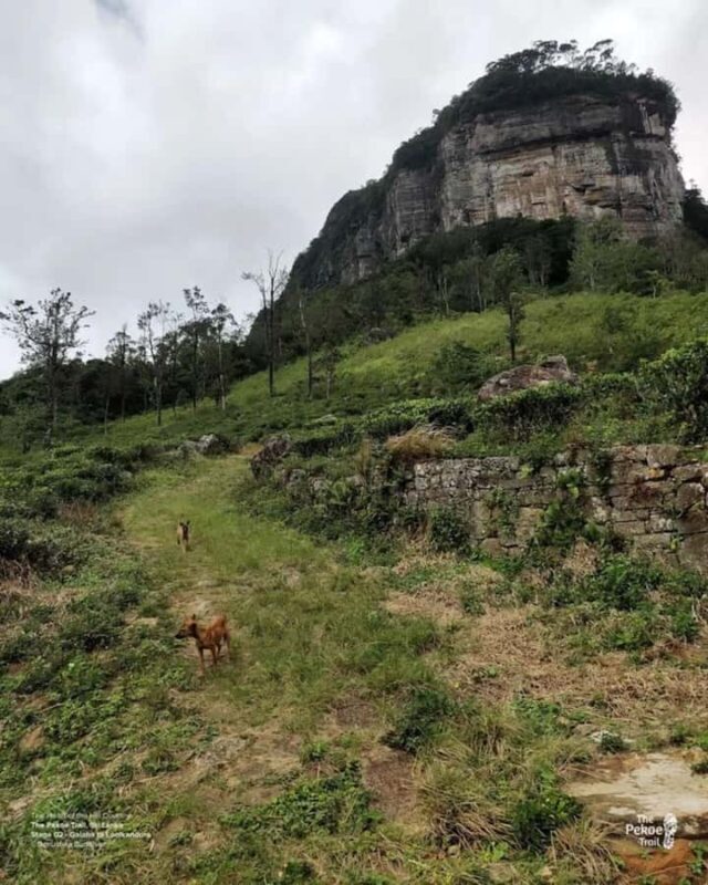 Kandy: Sir James Taylors Loolkandura Tea Heritage Hike - Key Points
