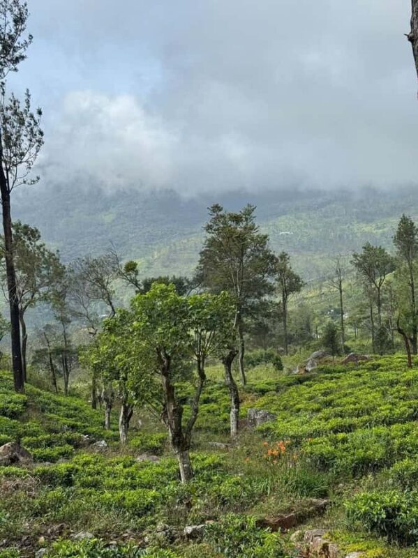Kandy: Sir James Taylors Loolkandura Tea Heritage Hike - The Sum Up