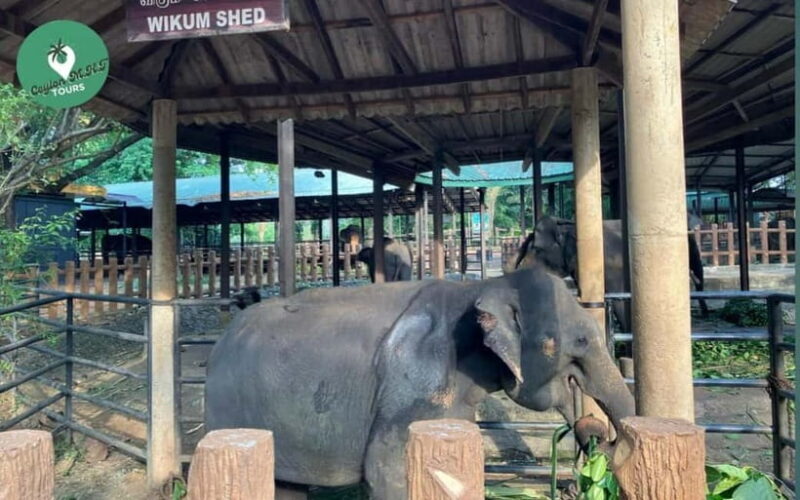 Kandy to Ambuluwawa Tower, Pinnawala, Full Day Tour - Final Thoughts