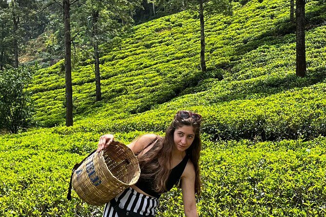 Kandy to Ella Scenic Road Trip and Train Ride Tour - Transportation and Value