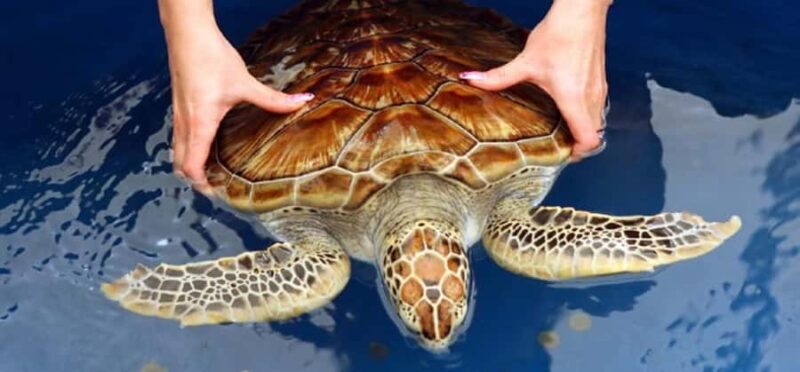 Kandy to Galle: Madu Ganga & Turtle Hatchery Tour - Journey from Kandy to the Southern Coast