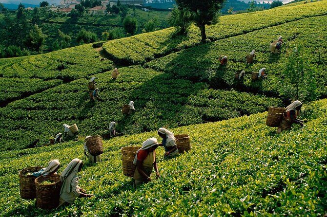 Kandy to Nanu Oya Shuttle & Nuwara Eliya Sightseeing Tour - Who Will Love This Tour?