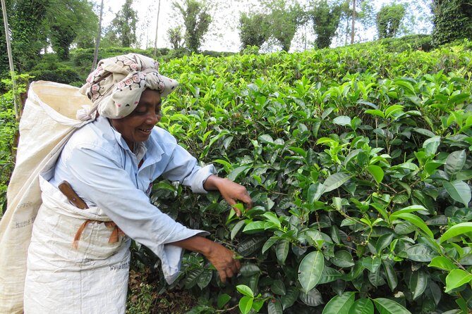 Kandy to Nuwara Eliya Day Trip  Little England & Tea Country - A Closer Look at the Itinerary