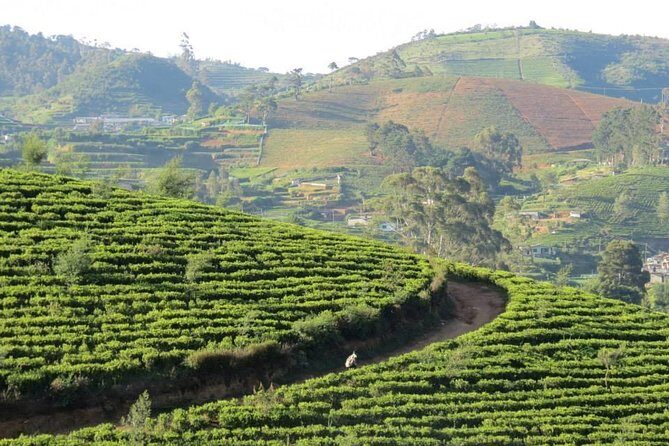 Kandy to Nuwara Eliya Day Trip  Little England & Tea Country - FAQ