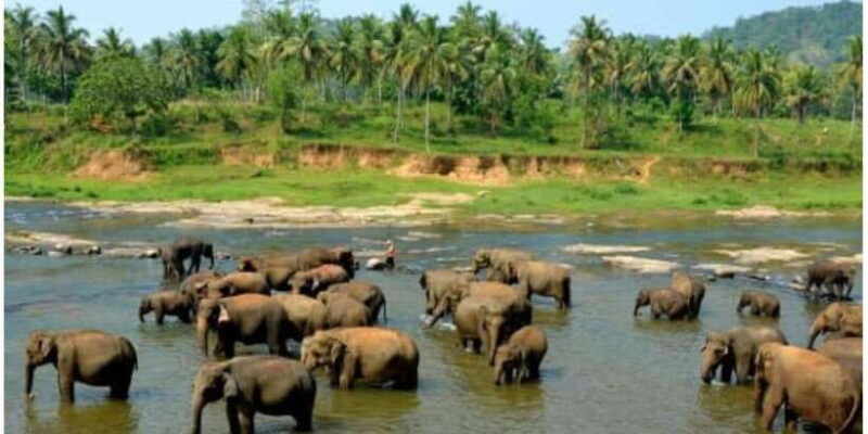 kandy-to-pinnawala-day-tour-by-local-tuk-tuk-expedition