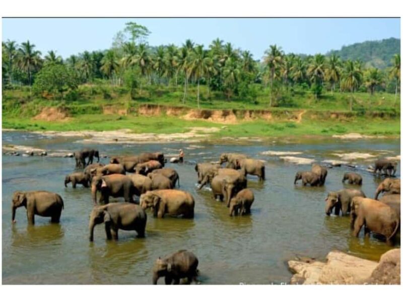 Kandy to Pinnawala Orphanage and Ambuluwawa Guided Day Tours - FAQs