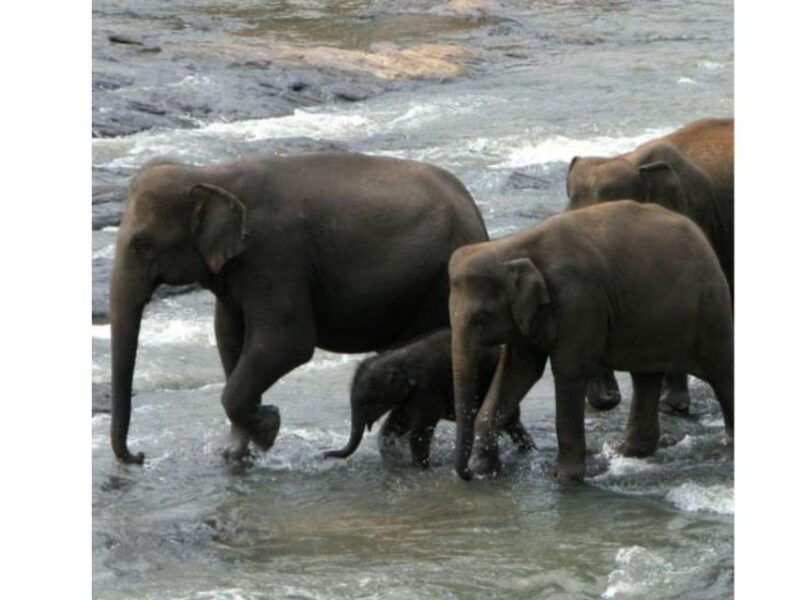 kandy-to-pinnawala-orphanage-and-ambuluwawa-tuktuk-day-tour