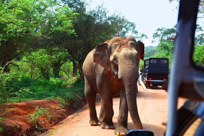 Kandy to Sigiriya and Dambulla Safari Day Tour - Practical Details and Value