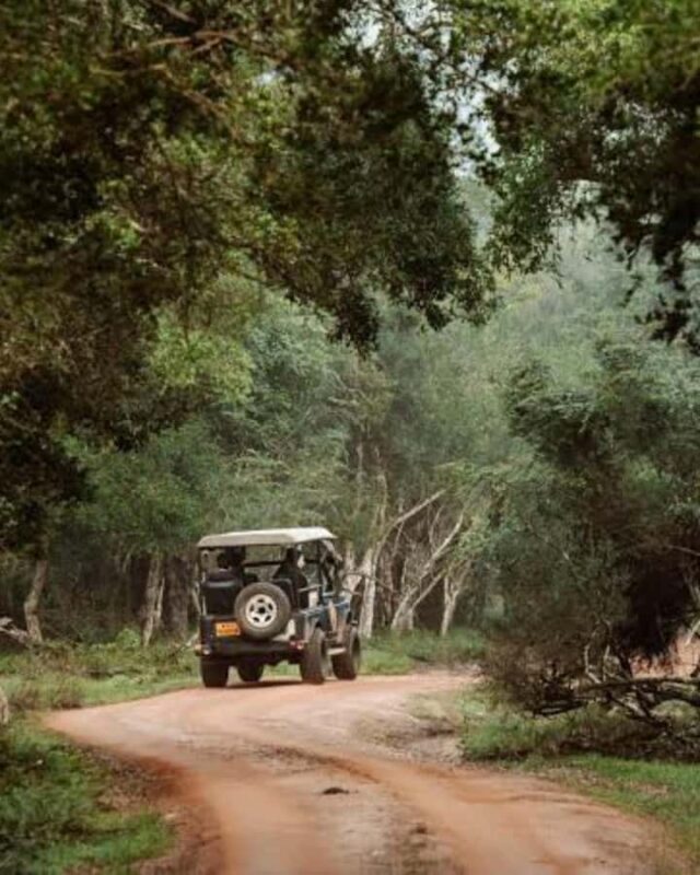 Kandy to Wilpattu Day Tour - Visiting Famous Places - Key Points