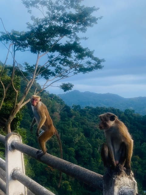 kandy-tour-with-local-guide-scootercity-around-local-areas