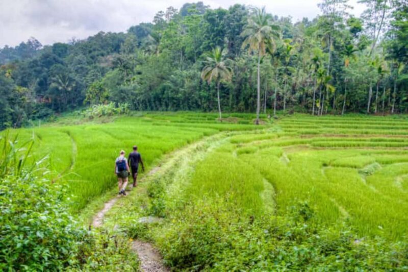 Kandy: Traditional Village Tour with Authentic Experience - An In-Depth Look at the Heeloya Village Tour