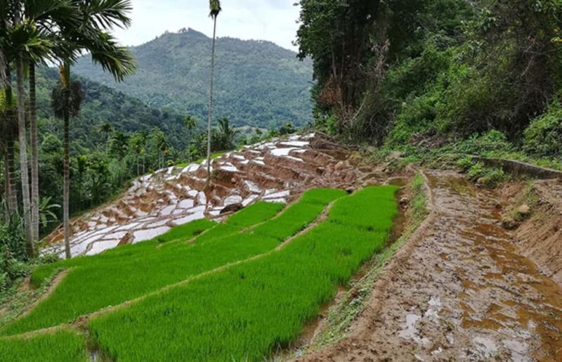 Kandy: Traditional Village Tour with Authentic Experience - Final Thoughts