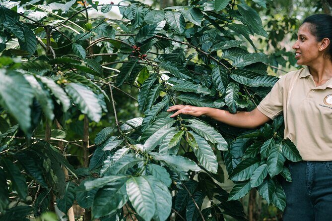 Kandy Yahalatenna Walking Coffee Class Activity - Final Thoughts