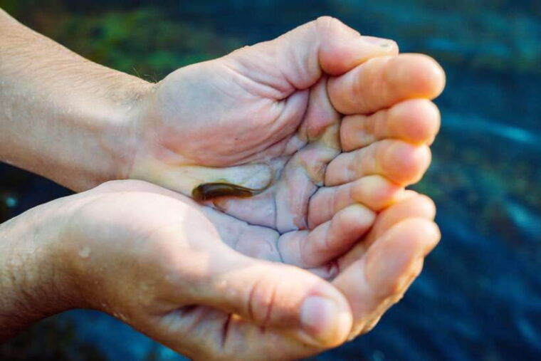 kandymeemure-knuckles-range-guided-small-group-hike