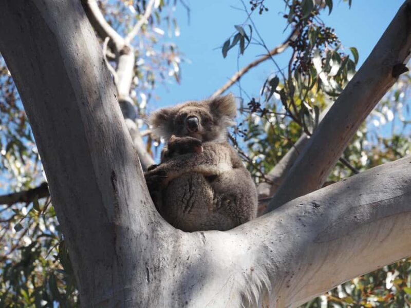 Kangaroo Island: 2 Day Private 4WD Tour with Private Guide - Transportation and Group Size