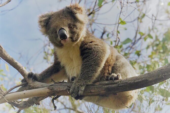 Kangaroo Island 3 Day All Inclusive Tour - FAQ