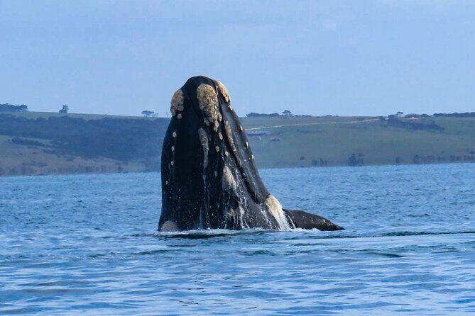 Kangaroo Island 75-Minute Coastal Safari - Final Thoughts: Is It Worth It?