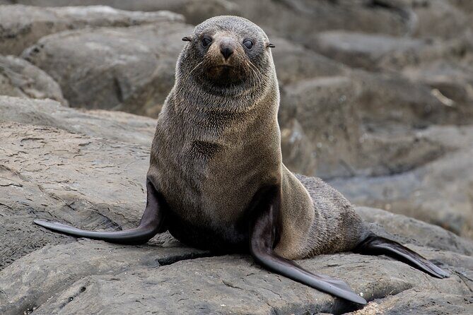 Kangaroo Island 75-Minute Coastal Safari - FAQ 