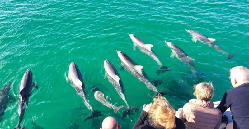 Kangaroo Island: 75-Minute Coastal Safari - Key Points