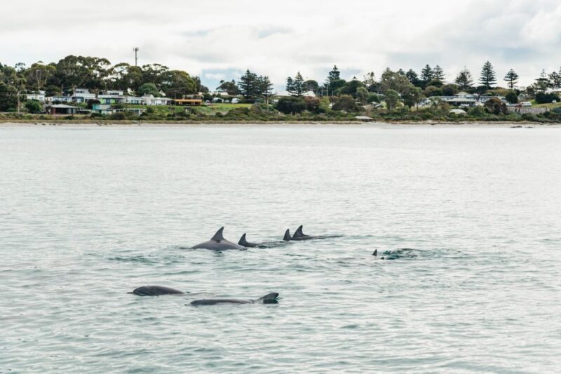 Kangaroo Island: 75-Minute Coastal Safari - Frequently Asked Questions