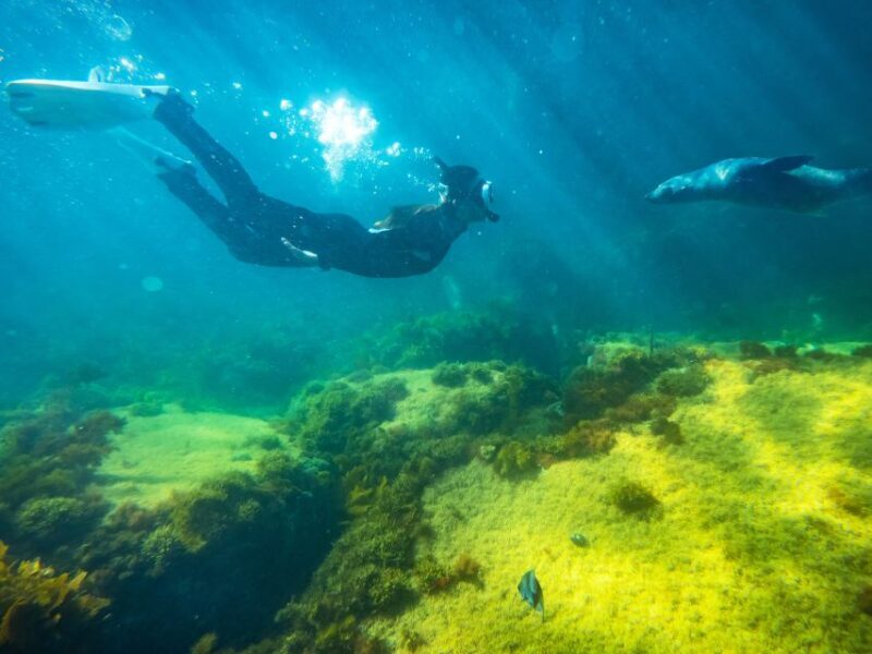 Kangaroo Island: Dolphin, Seal, and Swimming Boat Tour - Final Thoughts