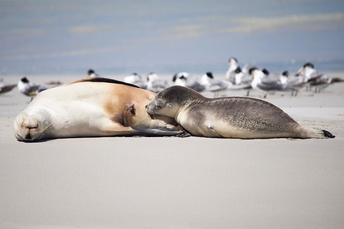 Kangaroo Island Luxury Small Group 'Island Life' Full Day Tour - Focus on Wildlife and Landscapes