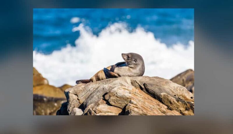 Kangaroo Island: Private 4WD Tour with Picnic Lunch - Key Points