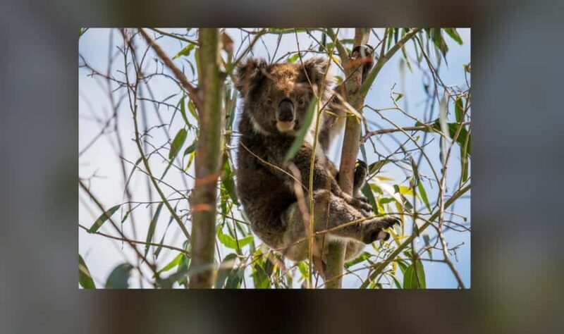 Kangaroo Island: Private 4WD Tour with Picnic Lunch - Discovering Kangaroo Island: An In-Depth Review