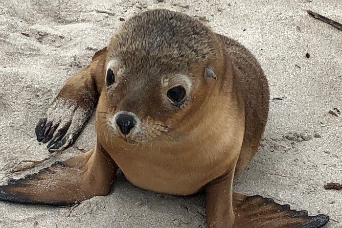 Kangaroo Island Scenic Nature and Wildlife Day Tour - Exploring the Kangaroo Island Scenic Nature and Wildlife Day Tour: An Honest Review
