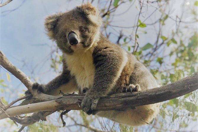 Kangaroo Island Scenic Nature and Wildlife Day Tour - Key Points