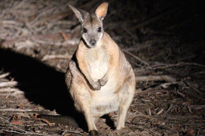 Kangaroo Island Scenic Nature and Wildlife Day Tour - Pricing and Value Assessment