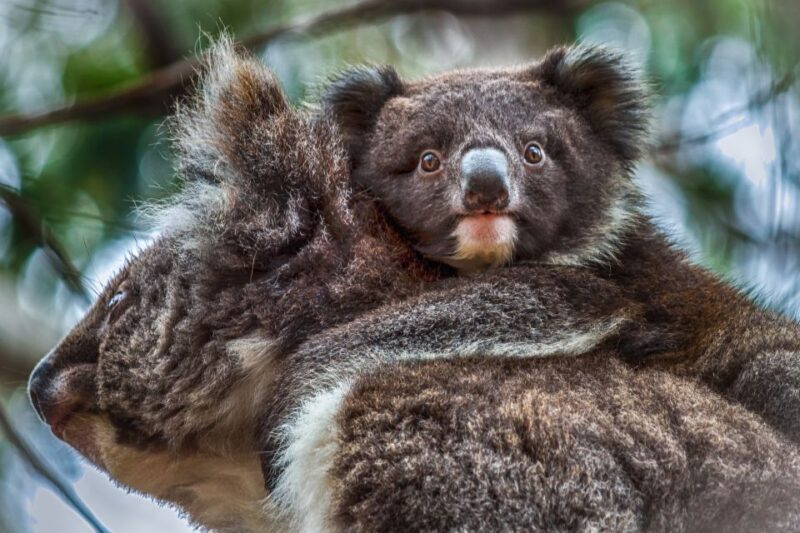 Kangaroo Island: Scenic, Nature & Wildlife Tour - Final Thoughts