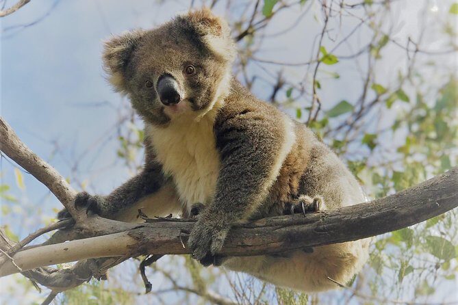 Kangaroo Island Shore Excursion Scenic Trail Tour - Who Will Love This Tour?