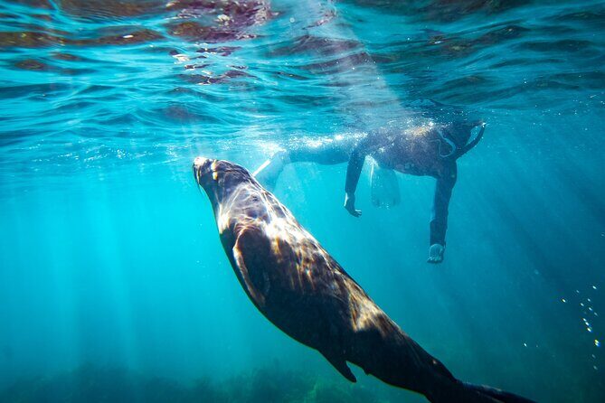 Kangaroo Island - Swim with Dolphins/Seals/Coastal Snorkel - An Authentic Water Adventure on Kangaroo Island