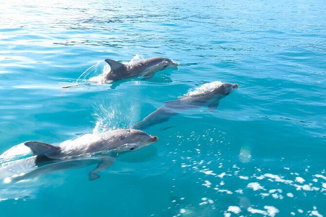 Kangaroo Island - Swim with Dolphins/Seals/Coastal Snorkel - Frequently Asked Questions
