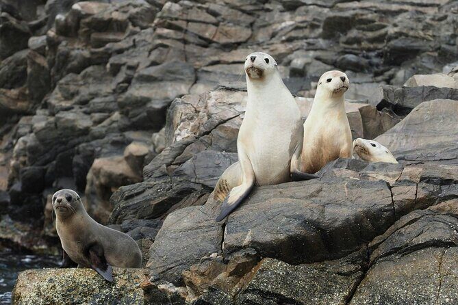 Kangaroo Island Ultimate Adventure Tour departing Kingscote - Exploring the Tour in Detail