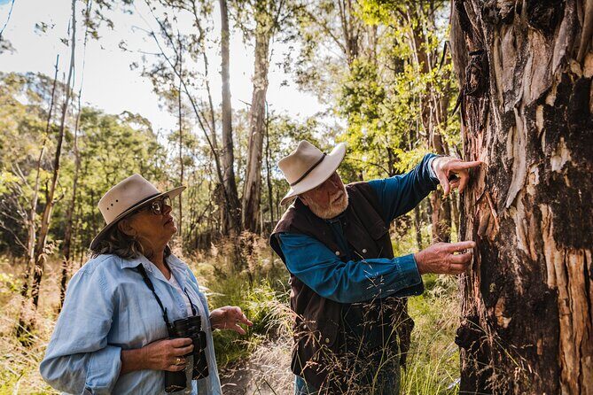 Kangaroos and Koala Experience Tour - What You Can Expect from the Tour