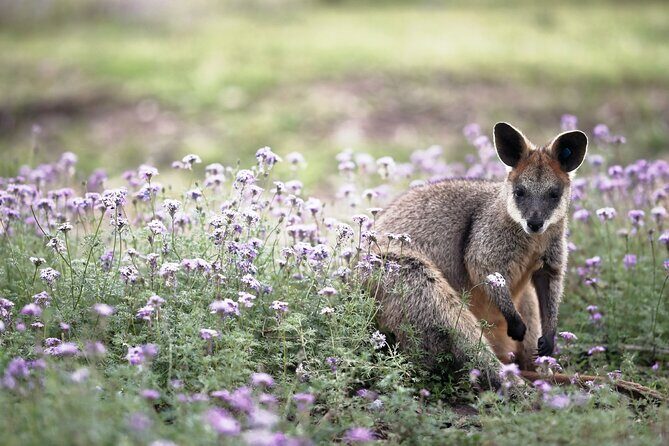 Kangaroos and Koala Experience Tour - The Sum Up
