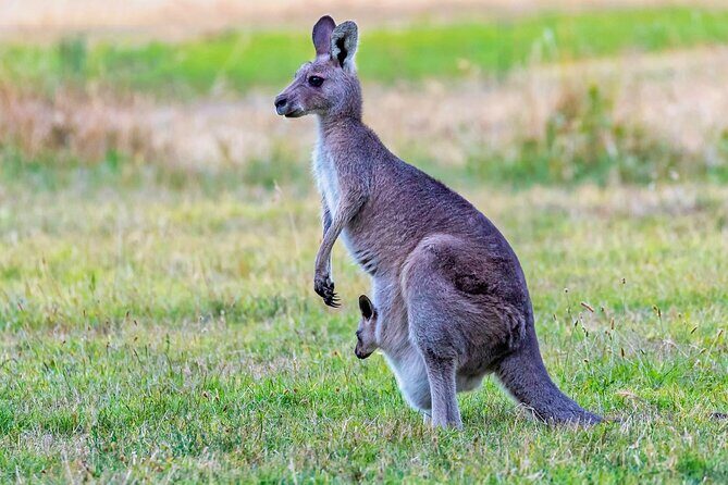 Kangaroos and Koala Experience Tour - FAQs