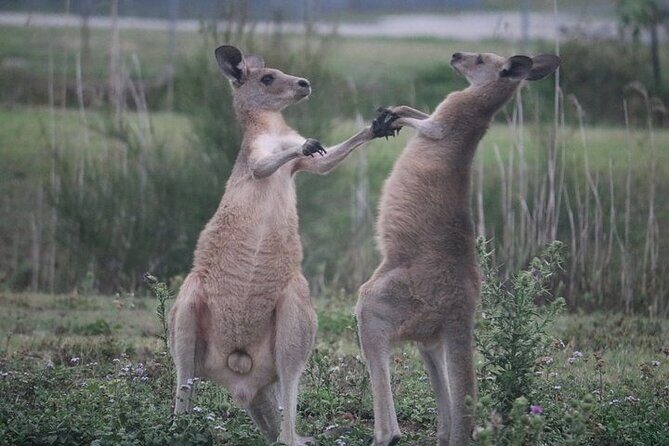 Kangaroos, Rainforest & Waterfalls Experience - Small Group - Unpacking the Experience