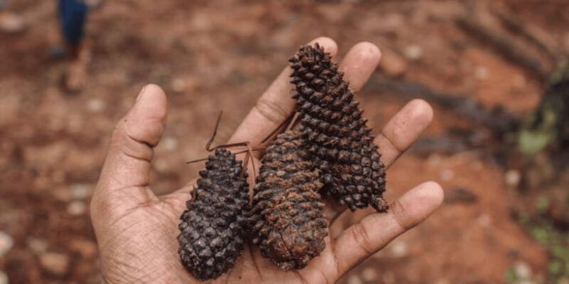 kanneliya-forest-discovery-guided-nature-expedition